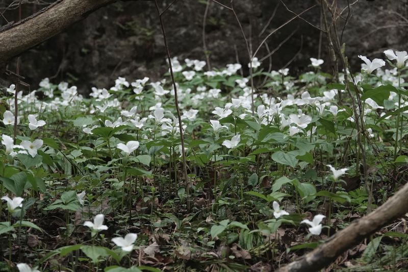 Spring Wildflower Season - Ohio's Best-Kept Floral Secret
