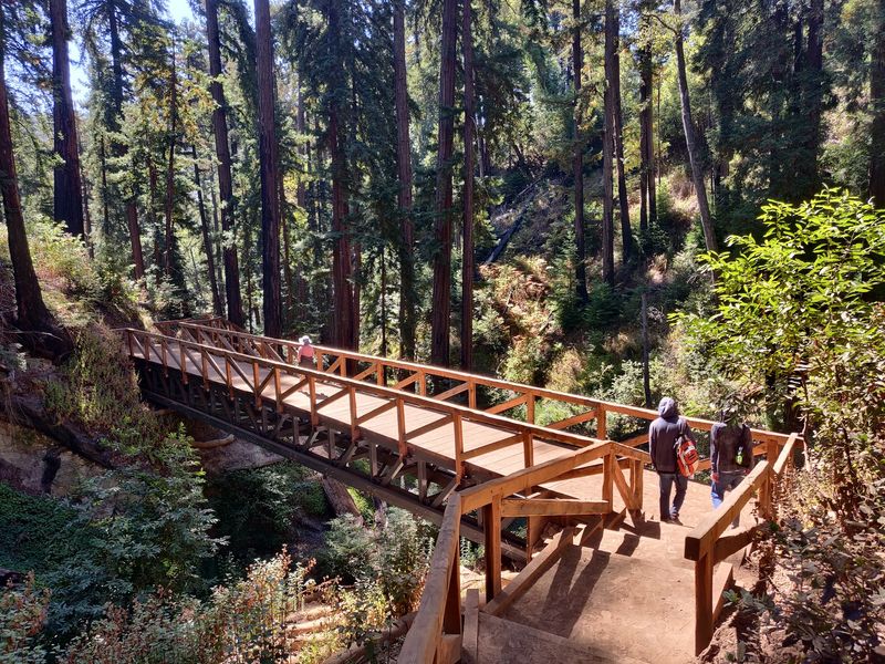 Standing Among the Ancient Redwoods