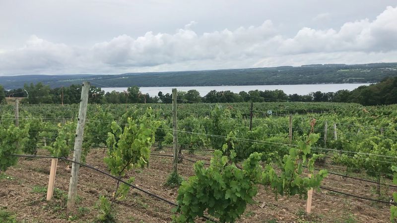 Standing Stone Vineyards, Hector, NY