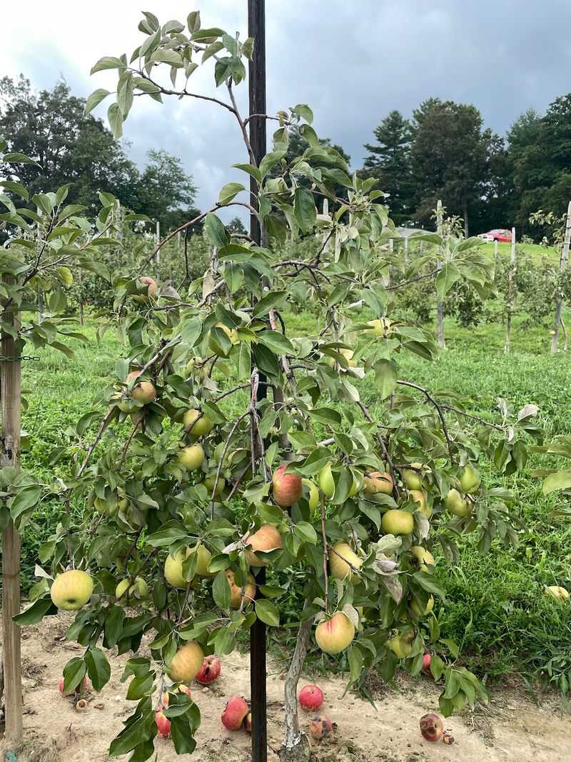 Stepp's Hillcrest Orchard, Hendersonville, NC