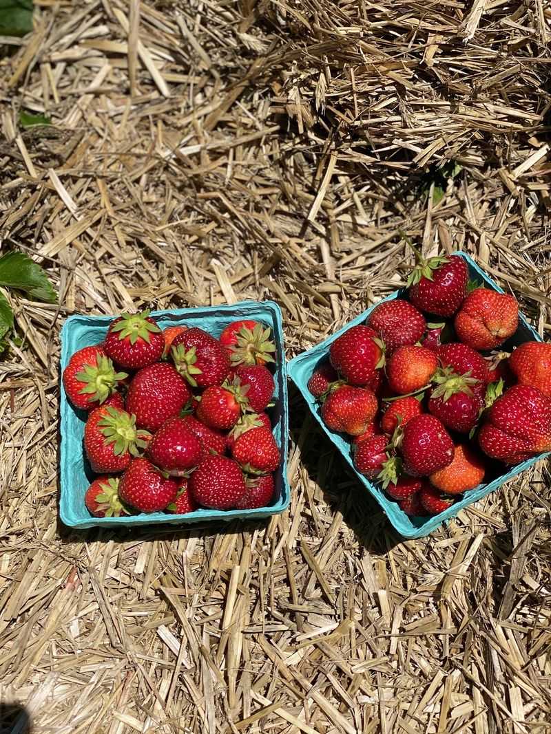 Strawberry Picking That Makes the Drive Worthwhile