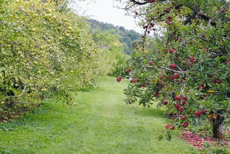 Stribling Orchard, Markham, Virginia