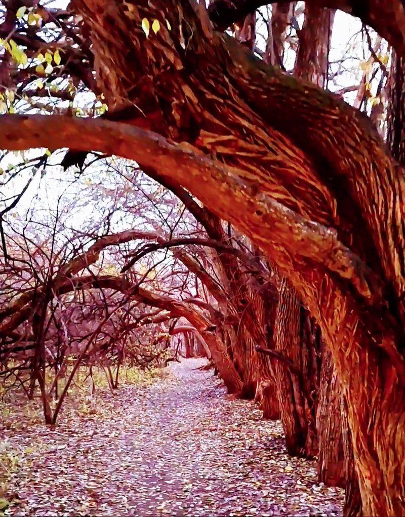 Strolling The Tree-Lined Streets