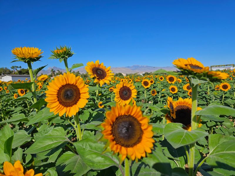 Sunflowers That Steal the Spotlight
