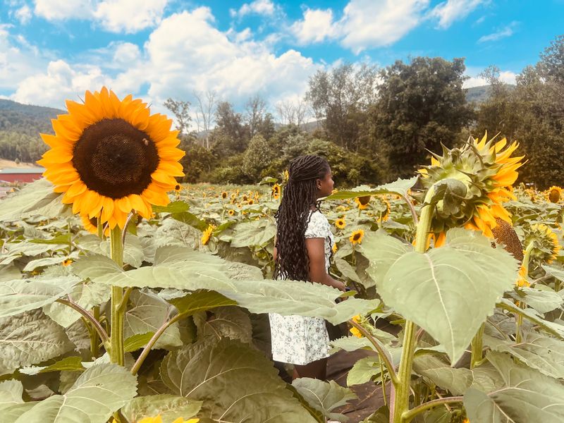 Sunflowers and Zinnias to Cut Yourself Sunflowers and Zinnias to Cut Yourself