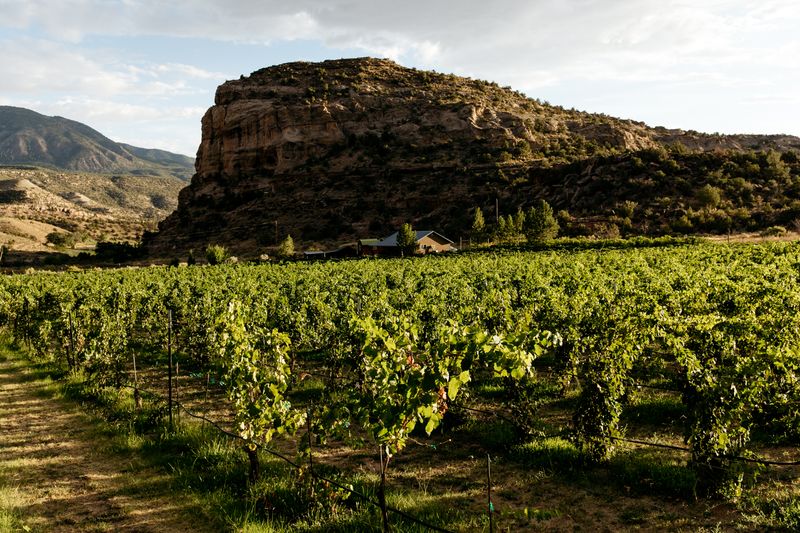 Sutcliffe Vineyards, Cortez, Colorado