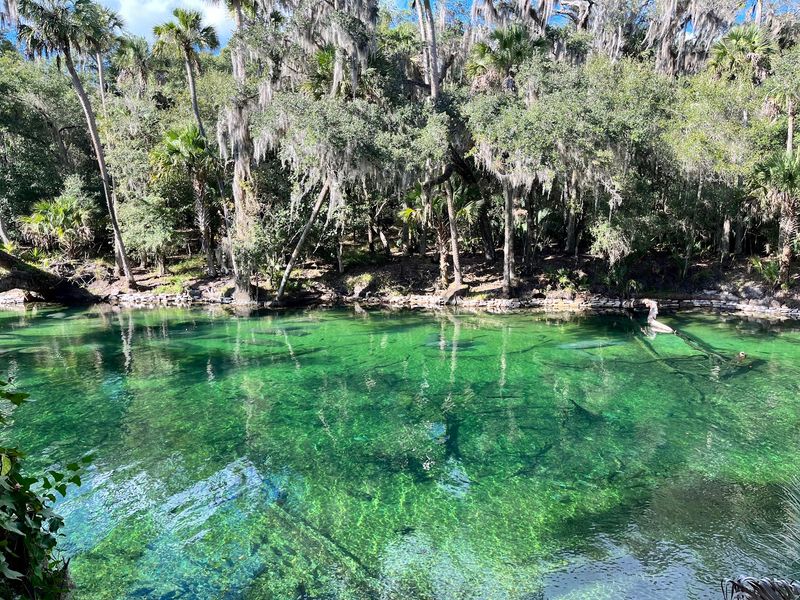 Swimming and Snorkeling in 72-Degree Spring Water