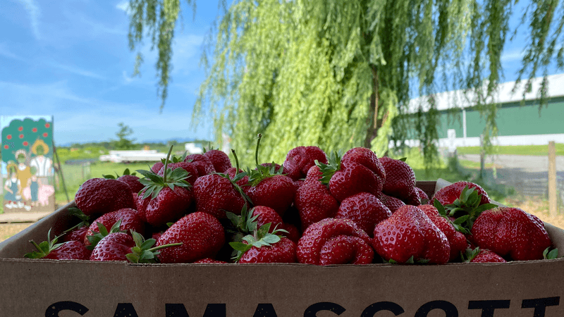 Terhune Orchards style stop - Samascott Orchards, Kinderhook, NY