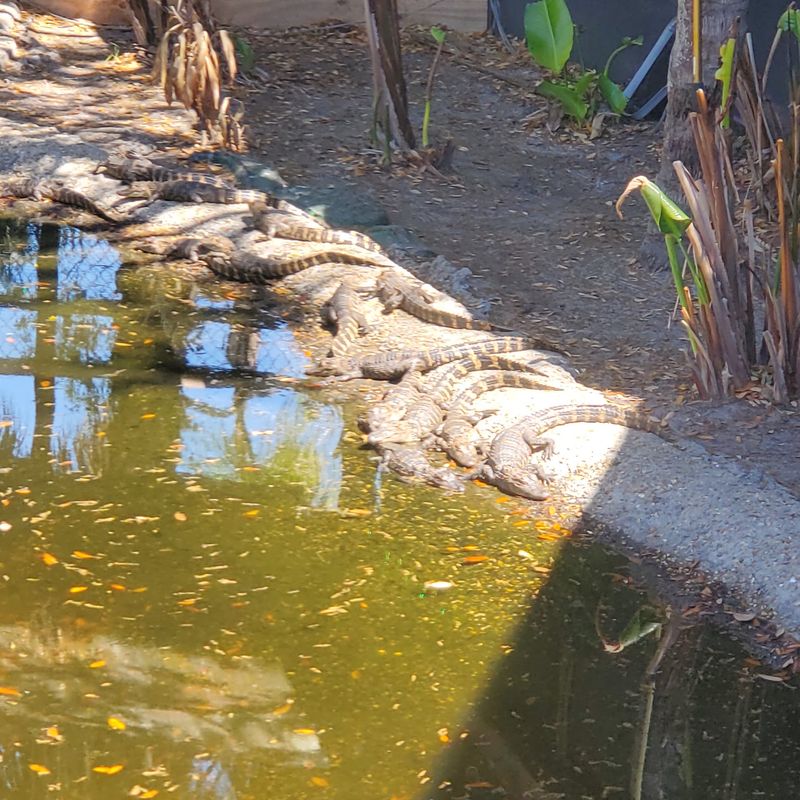 The Alligator Lagoon That Steals the Kids' Attention