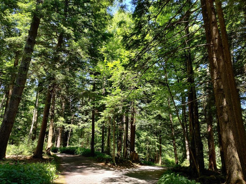 The Ancient Hemlock Forest That Feels Like Another World
