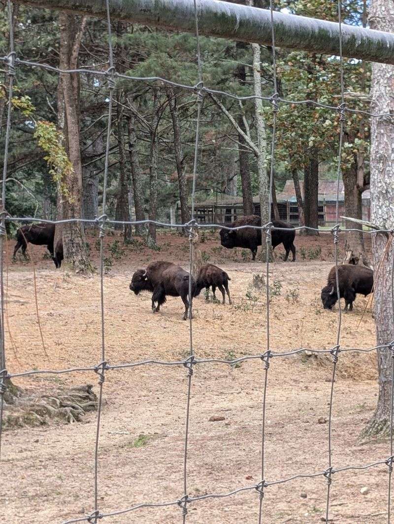 The Animal Park Out Back