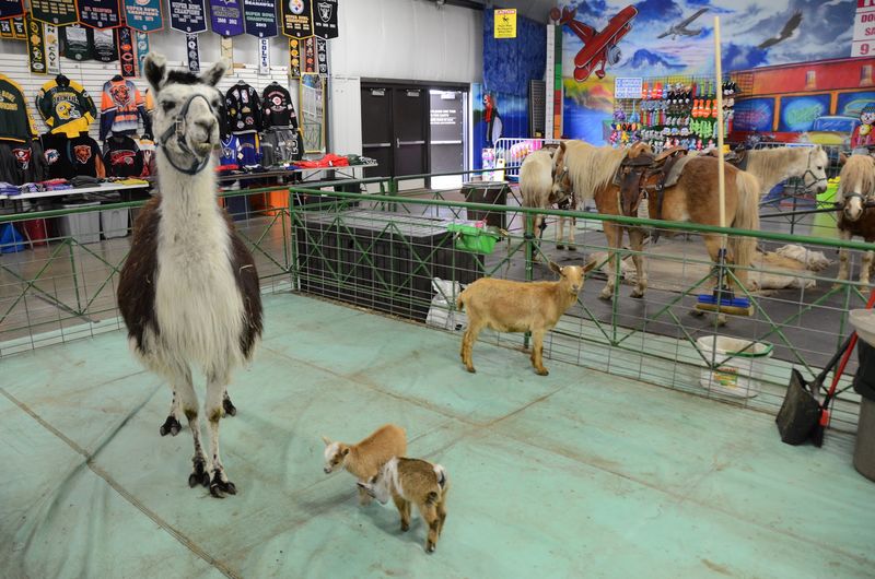 The Animal Section For Curious Kids