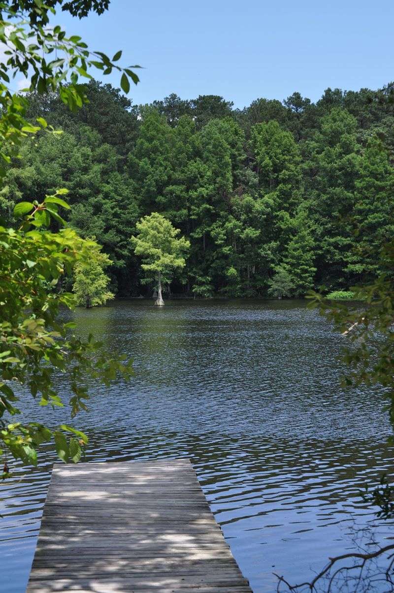 The Bald Cypress Forest You Have To See To Believe