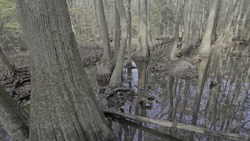 The Bald Cypress Knees And Their Watery Maze