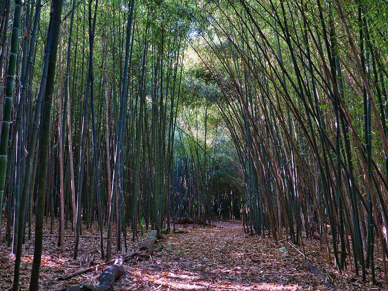 The Bamboo Forest That Steals Every Visitor's Heart The Bamboo Forest That Steals Every Visitor's Heart