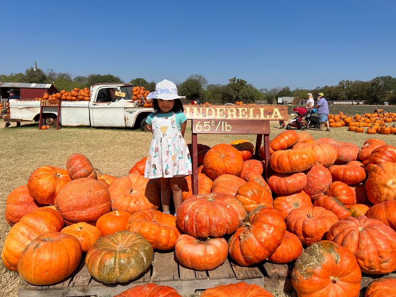 The Best Pumpkin Patch Around The Best Pumpkin Patch Around