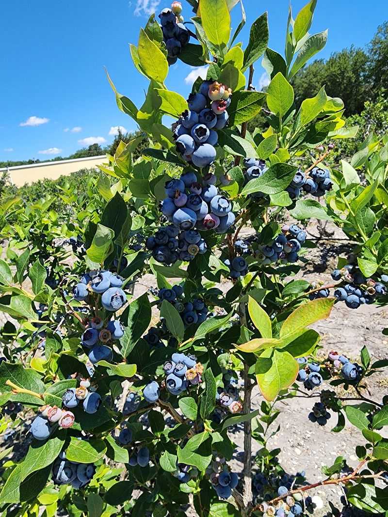 The Blueberry Capital Reputation