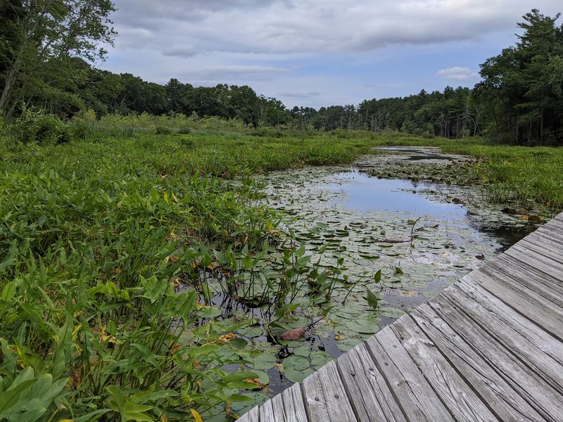 The Boardwalk That Steals The Show The Boardwalk That Steals The Show