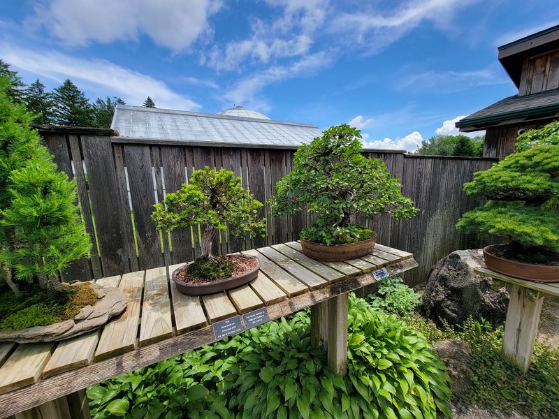 The Bonsai Garden Fans Circle Back For