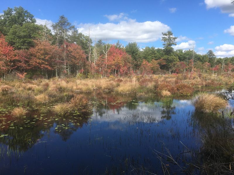 The Cedar Swamp and Its Wild Backstory