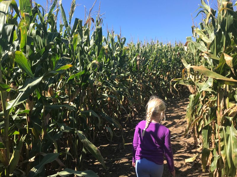 The Corn Maze Challenge