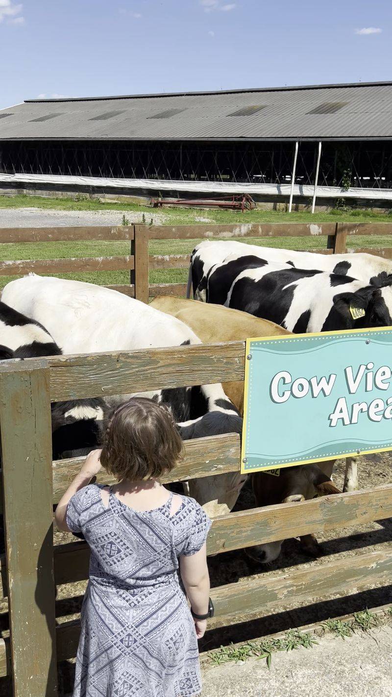The Cows That Charm Everyone