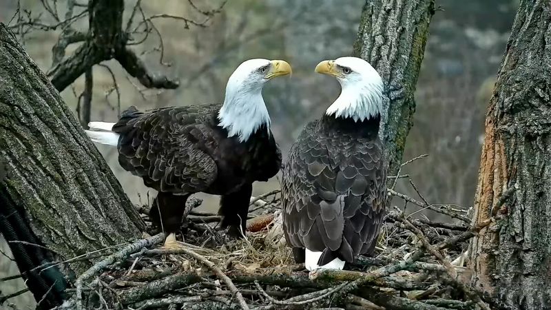 The Decorah Bald Eagles and Nature Cams, Decorah, Iowa The Decorah Bald Eagles and Nature Cams, Decorah, Iowa