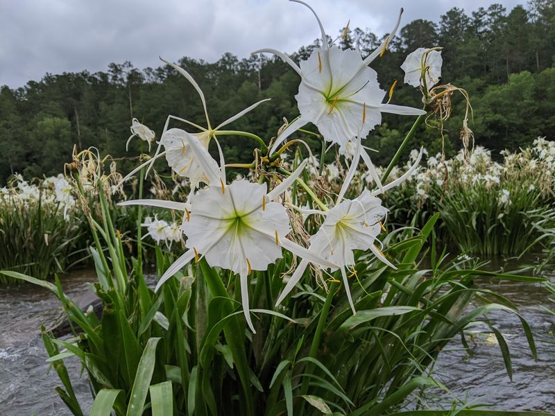 The Famous Cahaba Lilies In Full Bloom The Famous Cahaba Lilies In Full Bloom