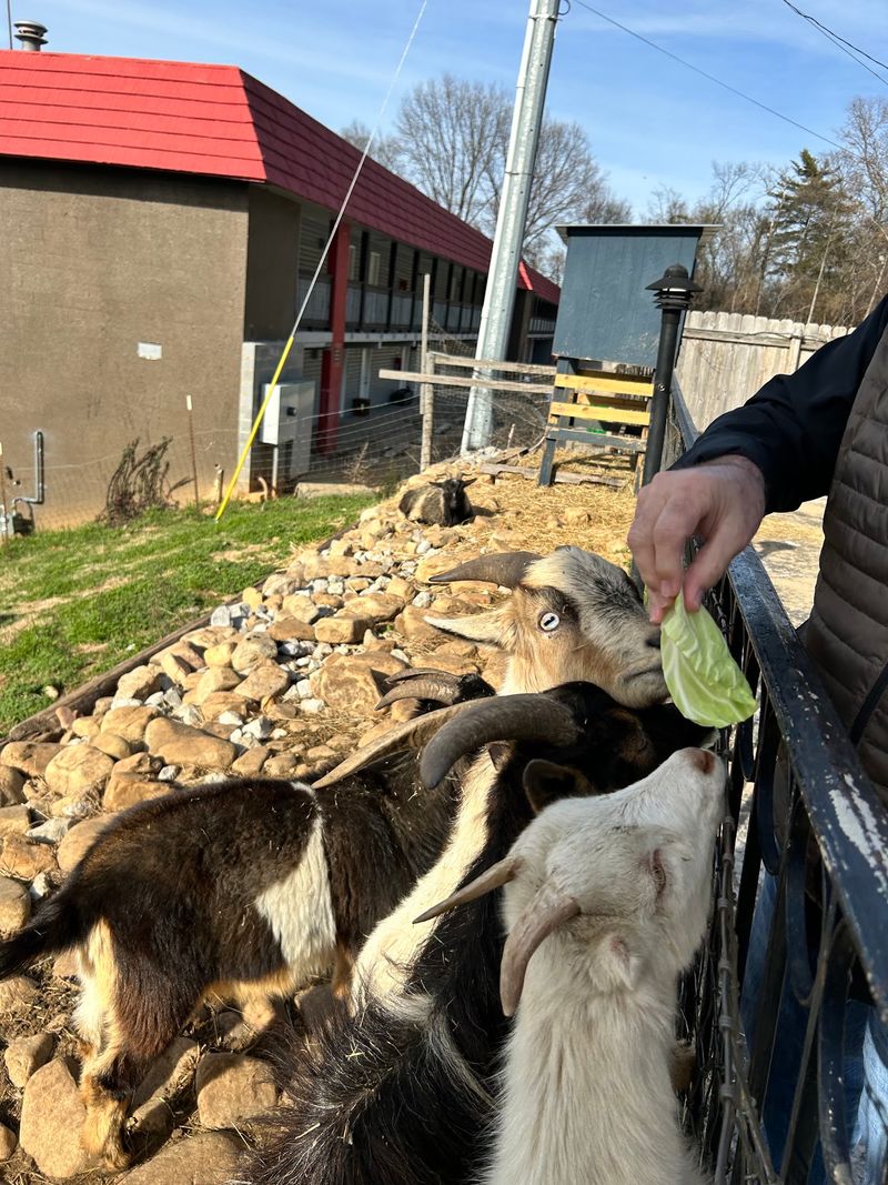 The Famous Goats Waiting for Cabbage