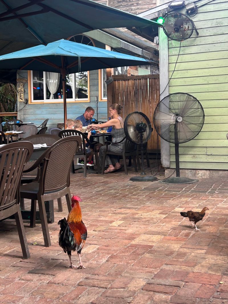 The Famous Roaming Roosters The Famous Roaming Roosters