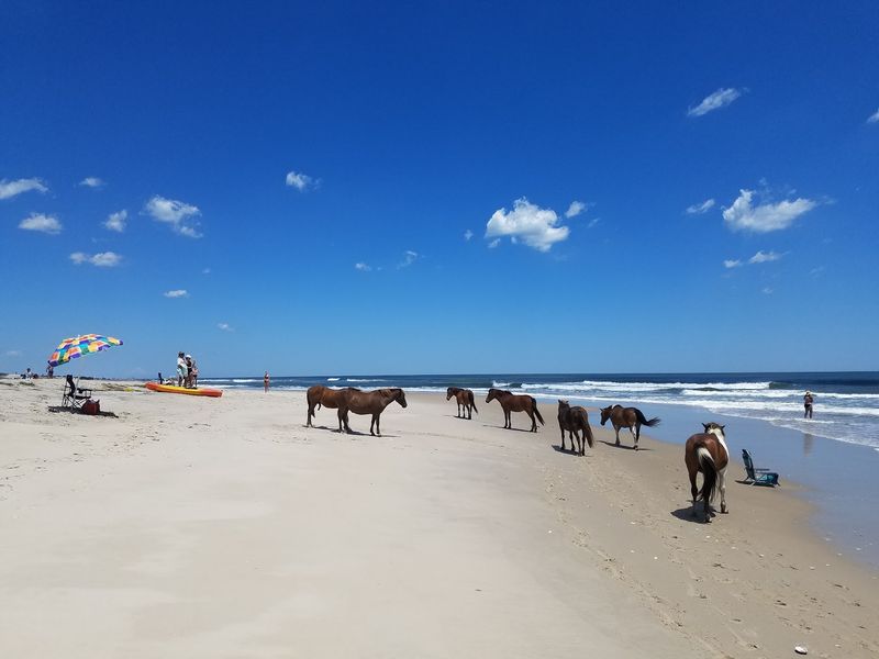The Famous Wild Horses That Rule The Sand The Famous Wild Horses That Rule The Sand