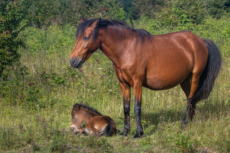 The Free-Roaming Ponies Everyone Comes For