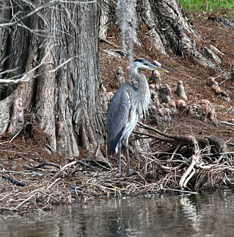 The Gateway to Ocala National Forest