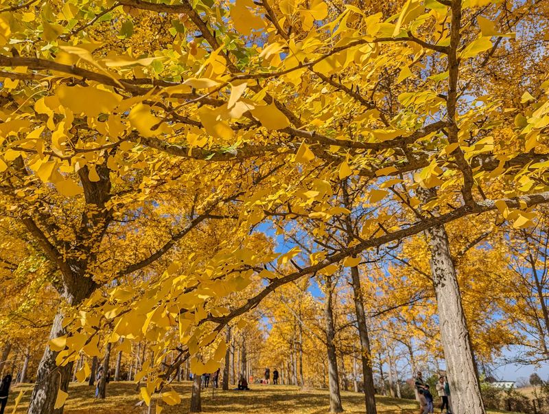 The Ginkgo Grove That Turns Gold Every Fall The Ginkgo Grove That Turns Gold Every Fall