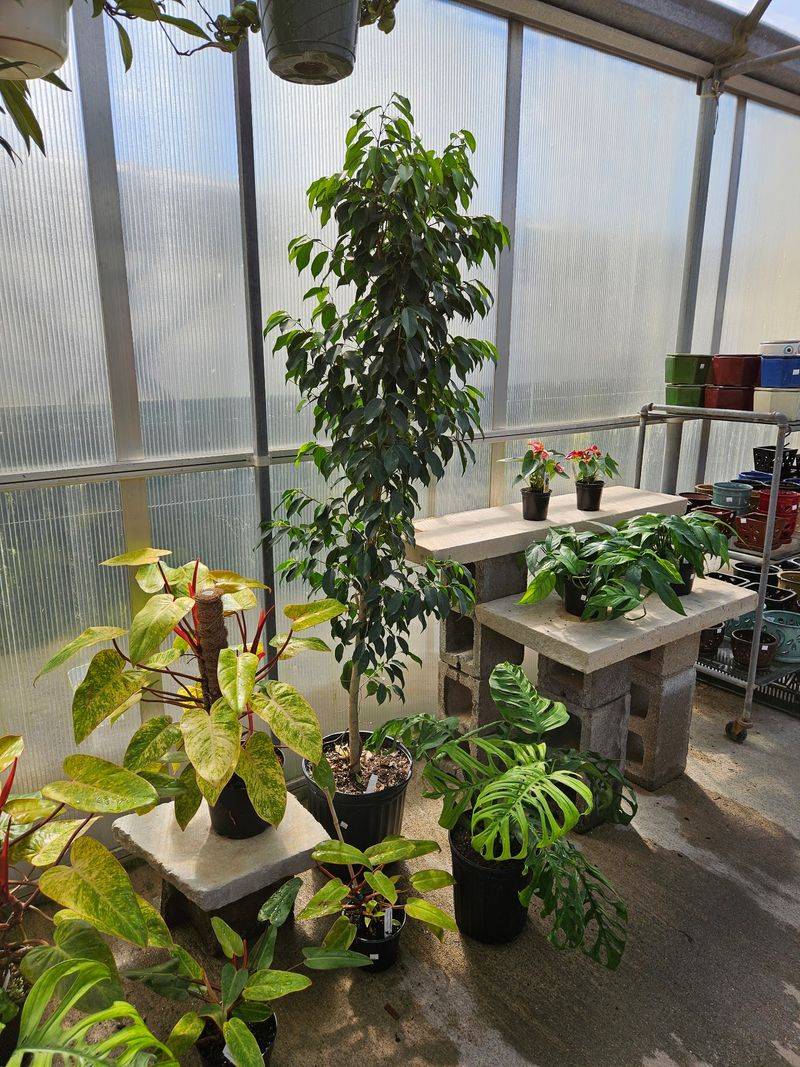 The Houseplant Room That Steals The Show The Houseplant Room That Steals The Show