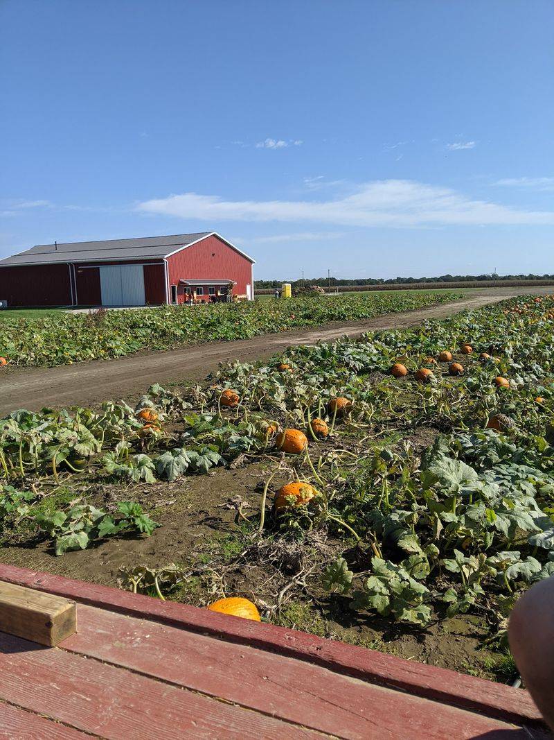 The Huge Pumpkin Patch