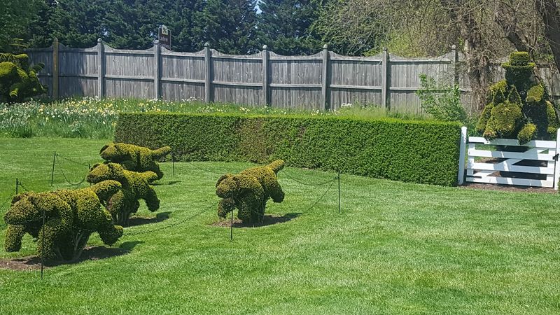 The Hunt Scene That Leaps Across the Lawn