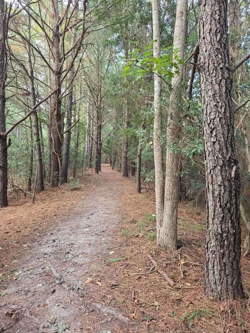 The Iconic Tree Tunnel That Makes This Trail Famous