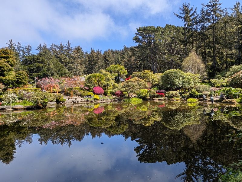 The Japanese-Style Pond and Its Koi The Japanese-Style Pond and Its Koi
