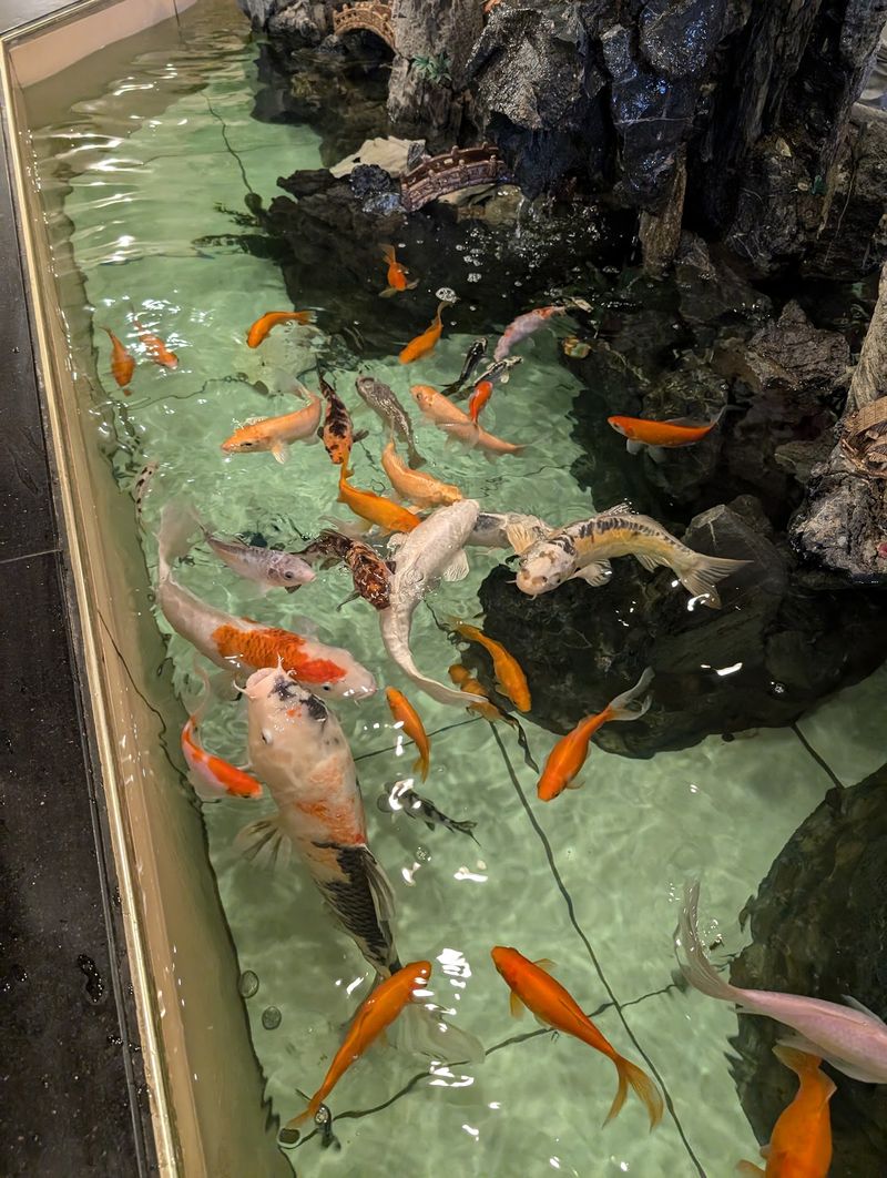 The Koi Pond That Keeps Kids Busy