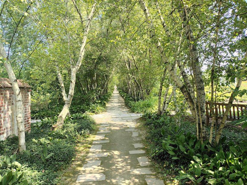 The Magical Birch Tree Walkway Lined with Lily of the Valley
