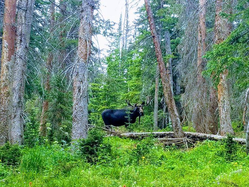 The Moose Capital of Colorado The Moose Capital of Colorado