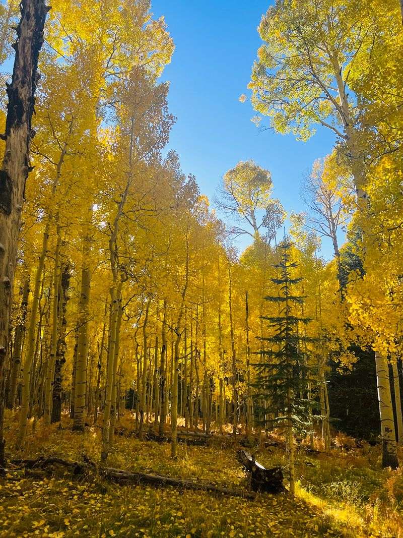 The Music Of Quaking Aspen Leaves