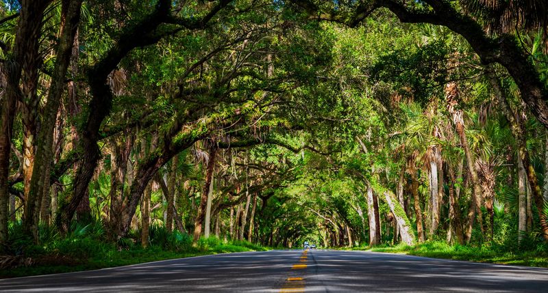 The Natural Tree Tunnel That Started It All The Natural Tree Tunnel That Started It All
