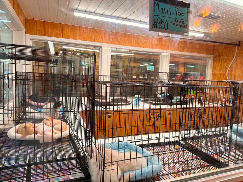 The Pet Section and Its Puppies