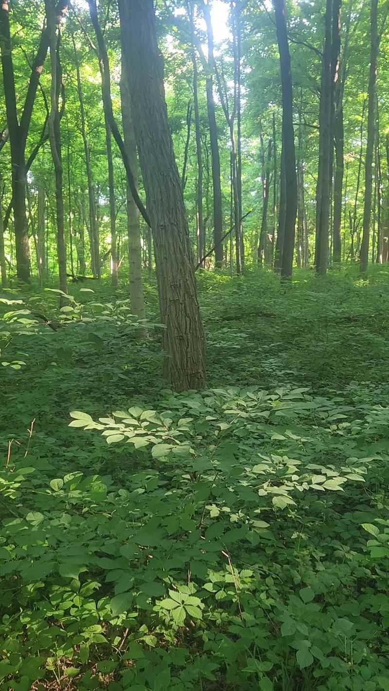 The Pioneer-Era Cemetery Hidden on the Hill