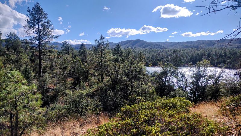 The Ponderosa Pine Forest Scenery