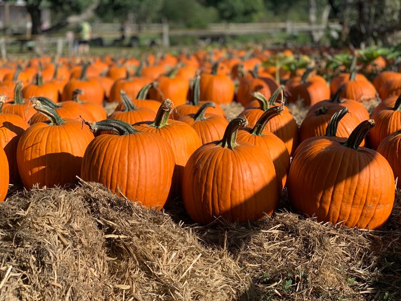 The Pumpkin Patch in Fall The Pumpkin Patch in Fall