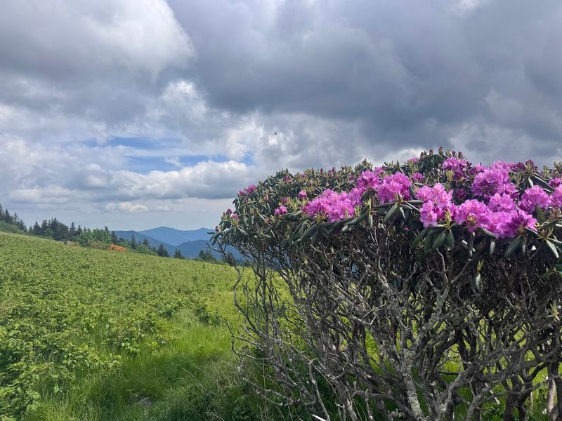 The Rhododendron Show That Draws a Crowd