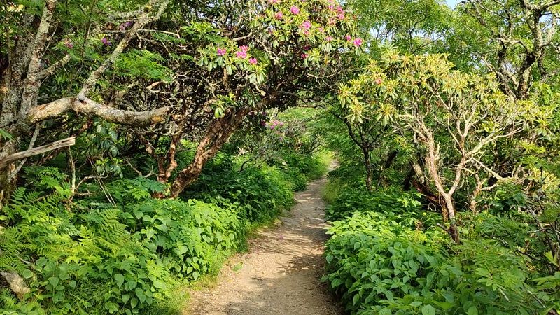 The Rhododendron Tunnel That Steals the Show The Rhododendron Tunnel That Steals the Show